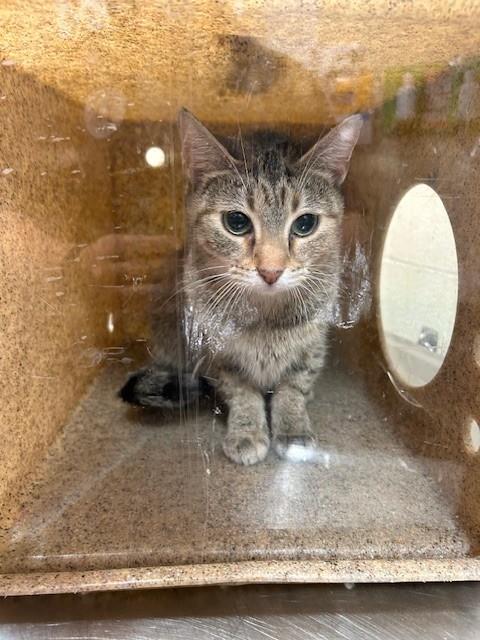 CALI, a cat for adoption from Louisville Metro Animal Services