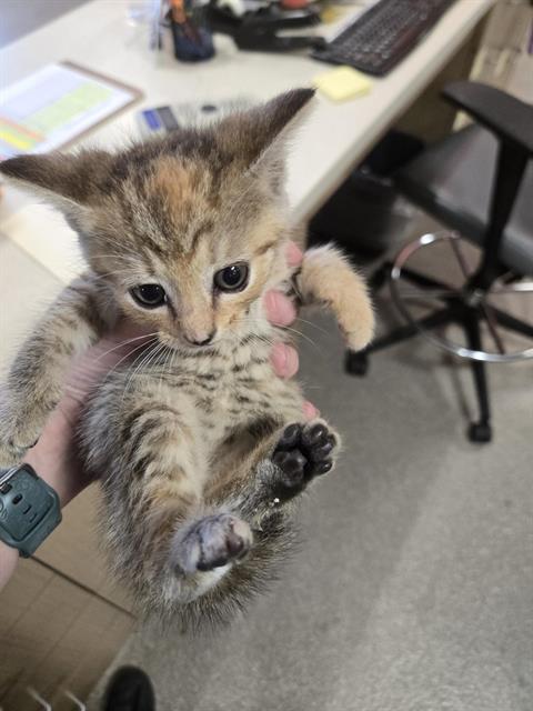 BOBBIE, a cat for adoption from Louisville Metro Animal Services