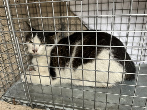 CAULDRON, a cat for adoption from Louisville Metro Animal Services