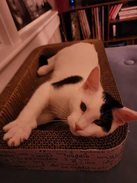 Kanan - Domestic Medium Hair