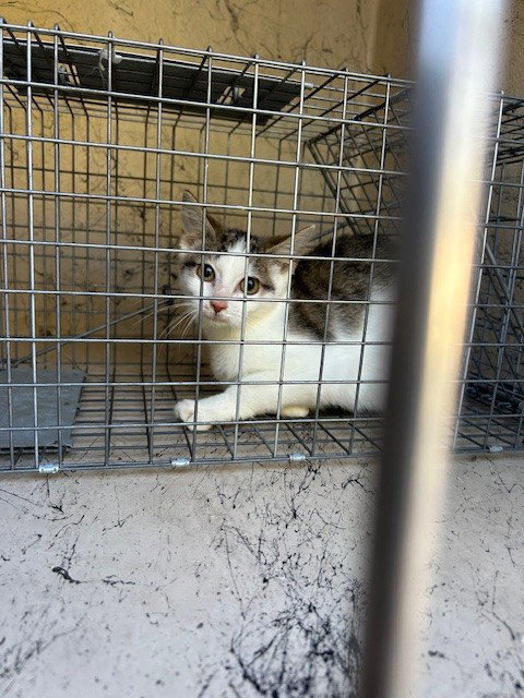 KITTEN, a cat for adoption from Louisville Metro Animal Services