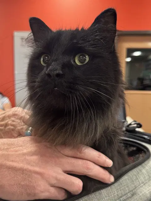 Rao - Domestic Medium Hair