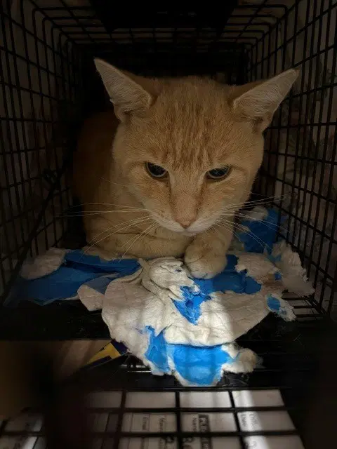 Freddie Ian Vasquez - Domestic Short Hair
