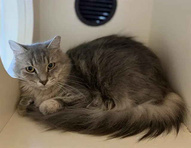 Vincent Price - Domestic Medium Hair