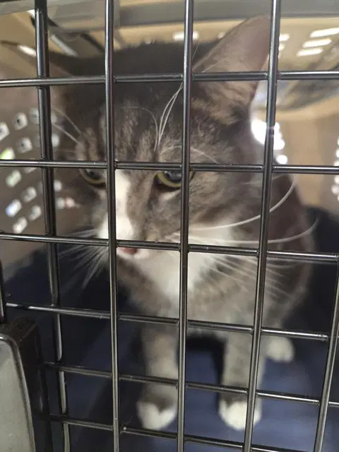 English Breakfast - Domestic Short Hair