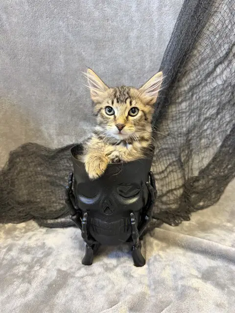 Bottle Cap - Domestic Short Hair