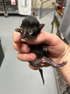 Smarties - Domestic Medium Hair