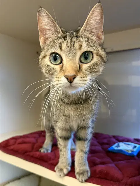 Cali - Domestic Short Hair