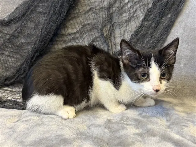 Neagley - Domestic Short Hair