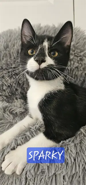 Sparky - Domestic Short Hair
