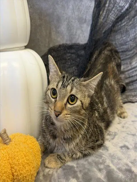 Harvest - Domestic Short Hair