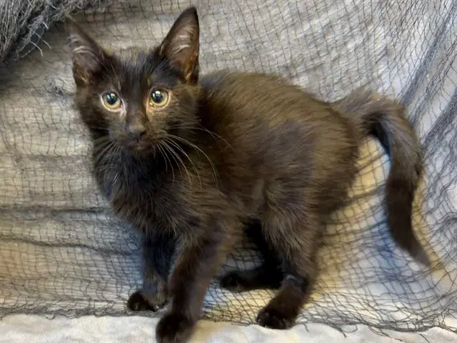 Walnut - Domestic Medium Hair