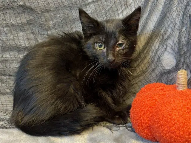 Soot - Domestic Medium Hair