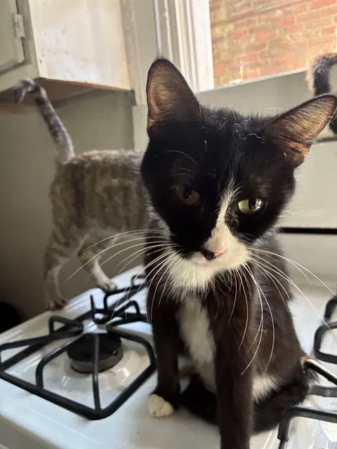 Magic - Domestic Short Hair
