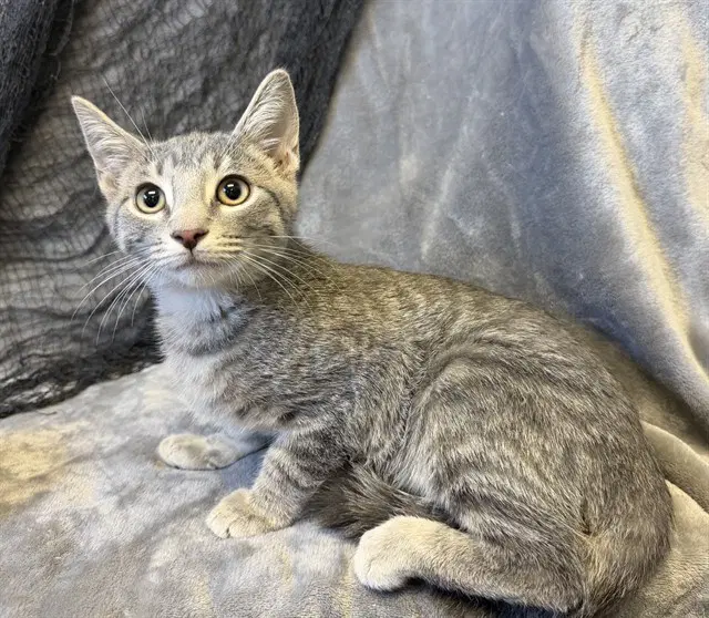 Tino - Domestic Short Hair