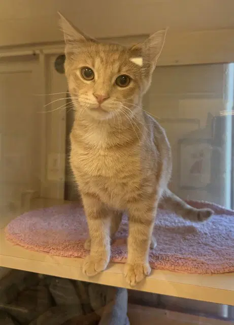 Phoenix - Domestic Short Hair