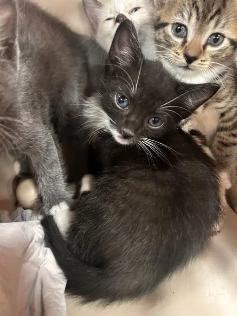 Oreo Blizzard - Domestic Short Hair