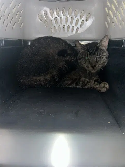 Romeo - Domestic Short Hair