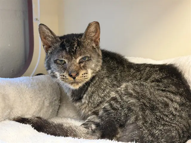 Romeo - Domestic Short Hair