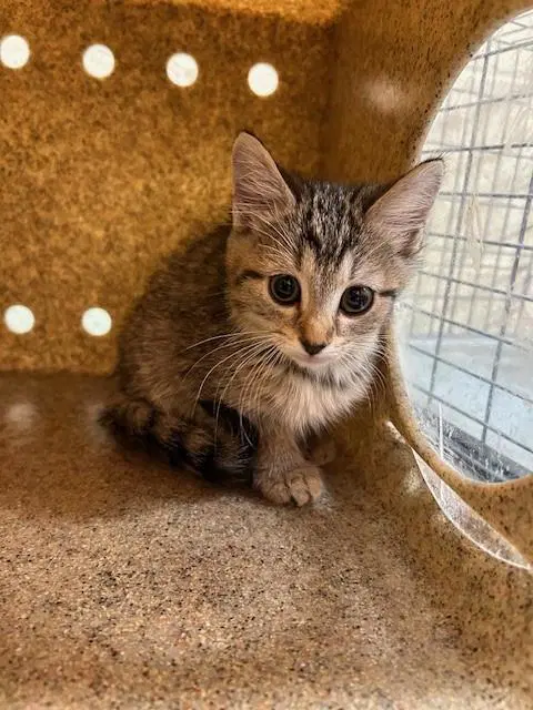 Little Angel - Domestic Medium Hair