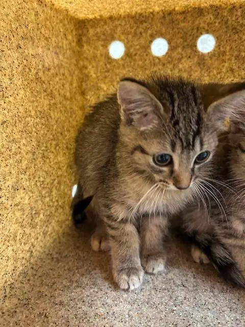 Cute As Cherry Pie - Domestic Medium Hair