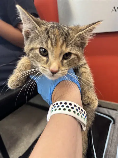 Acorn - Domestic Short Hair