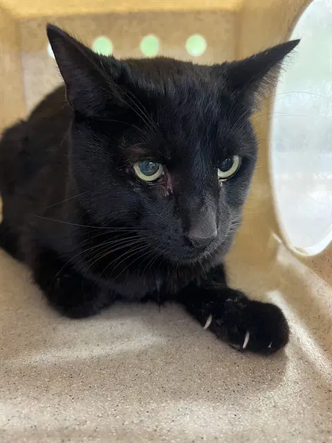 Unknown - Domestic Short Hair