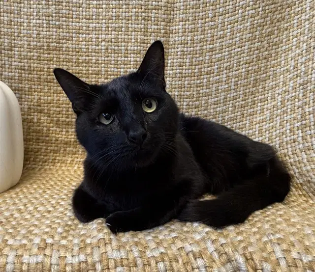 Unknown - Domestic Short Hair