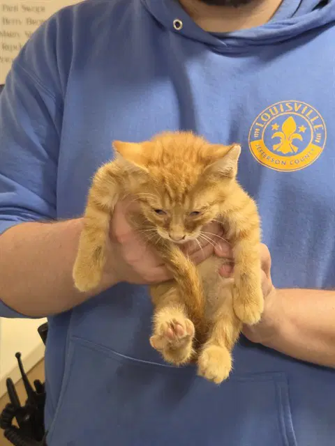 Wittle Nugget - Domestic Short Hair