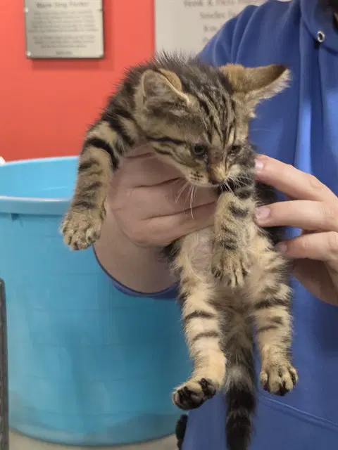 Hallie - Domestic Short Hair