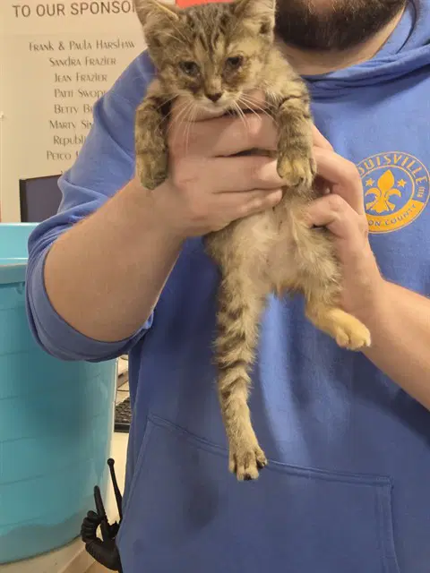 Adelia - Domestic Short Hair