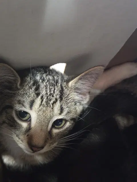 Salt Bae - Domestic Short Hair