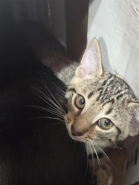 Twister - Domestic Short Hair