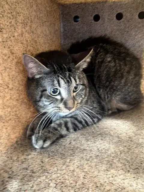 Scorpio - Domestic Short Hair