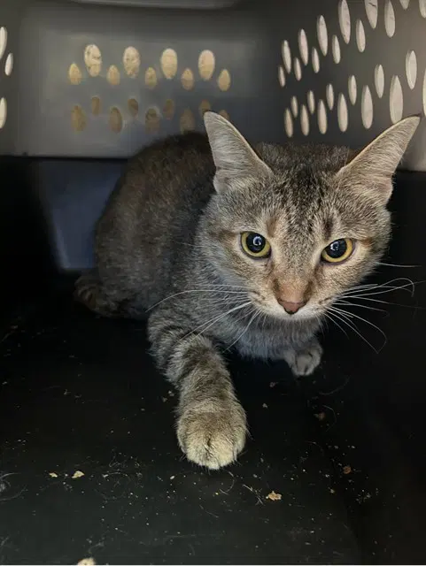 Banana Bread - Domestic Short Hair