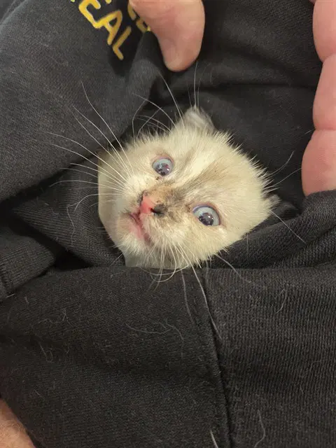 Ghost Pepper - Domestic Short Hair