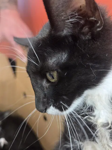 October - Domestic Short Hair