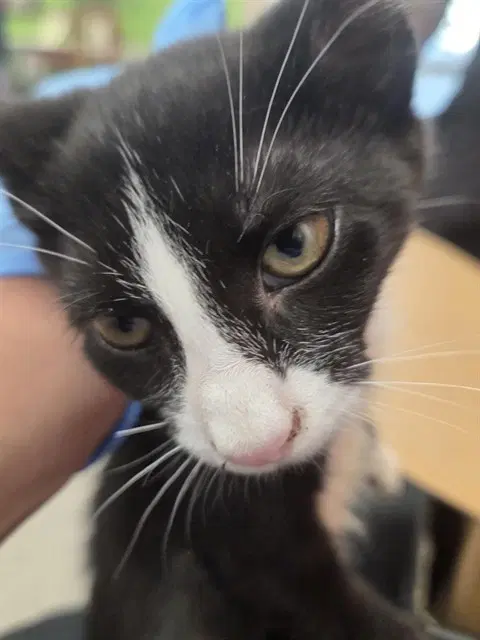 Branch - Domestic Short Hair