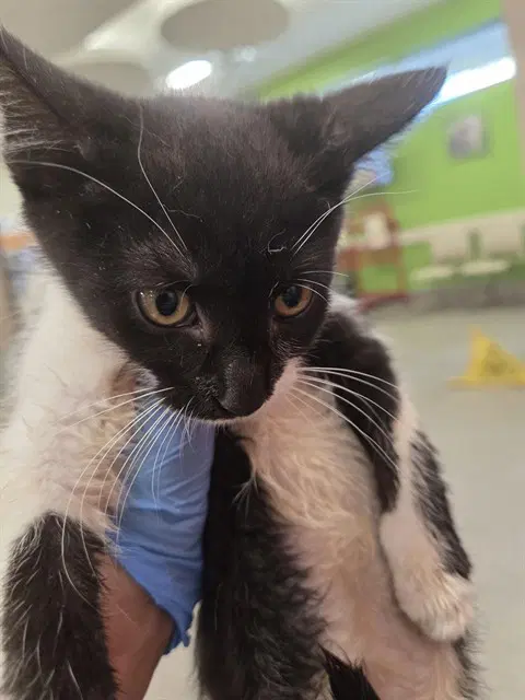 Hickory - Domestic Short Hair