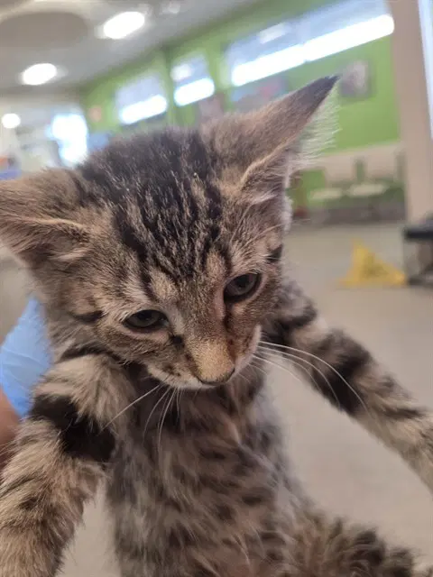 Maize - Domestic Short Hair