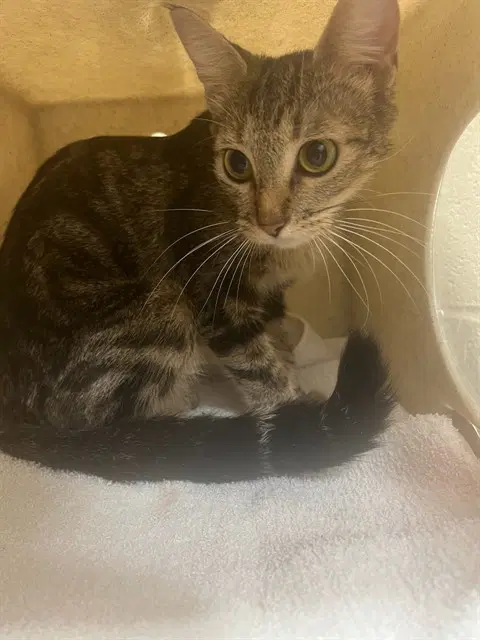 Arabia - Domestic Short Hair