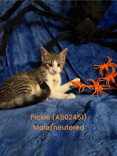 Pickle - Domestic Short Hair