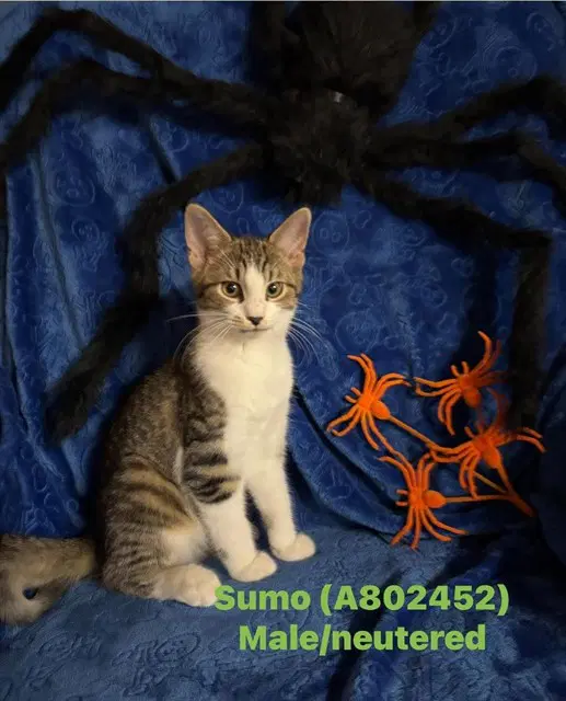 Sumo - Domestic Short Hair
