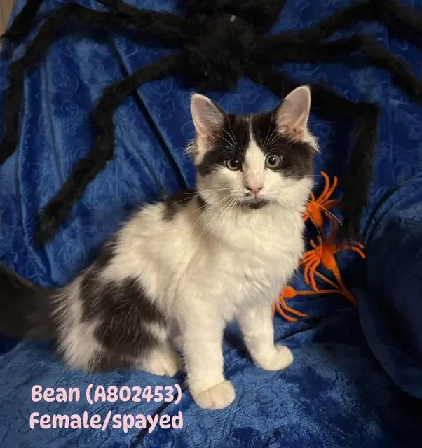 Beans - Domestic Medium Hair