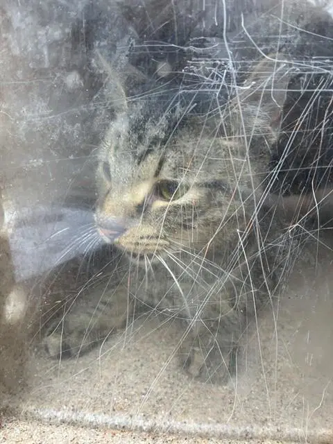 Miracle On Newburg - Domestic Short Hair