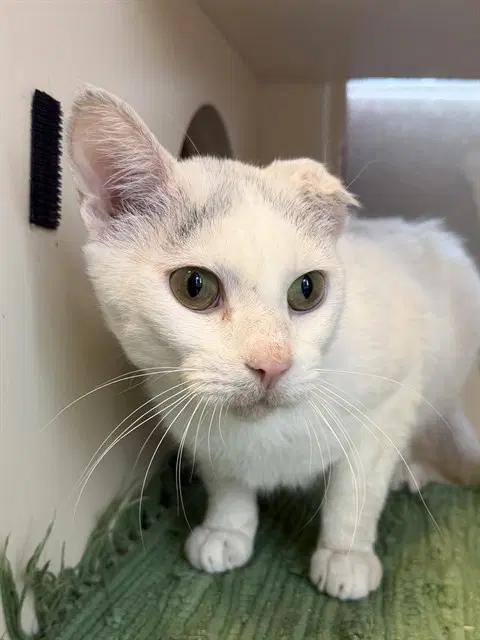 Ohanna - Domestic Short Hair
