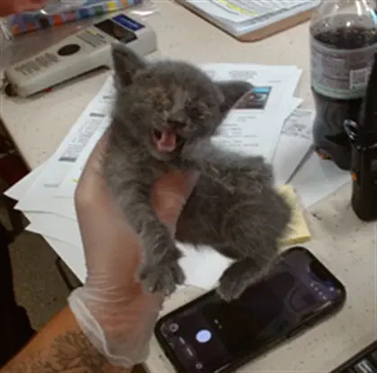 Franken Berry - Domestic Short Hair