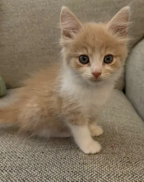 Shindig - Domestic Medium Hair
