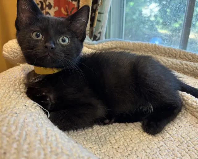 Apple - Domestic Short Hair