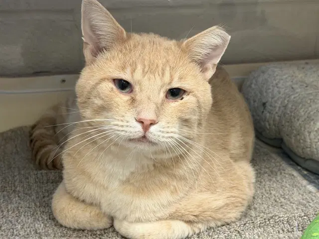 Freddie Ian Vasquez - Domestic Short Hair